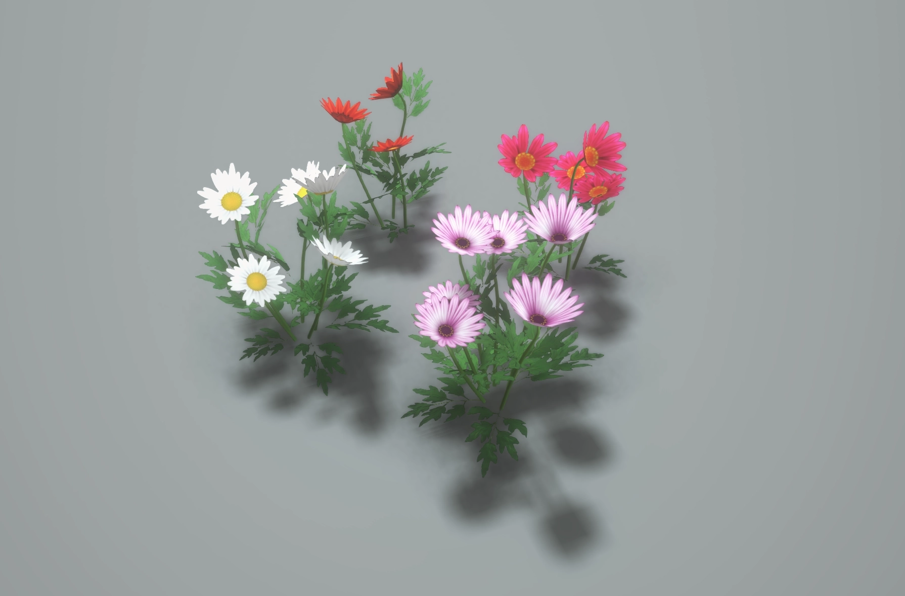 Daisy